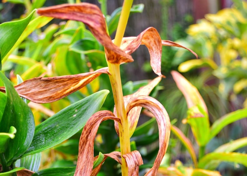 Lillyflower2003 Common Pests And Diseases