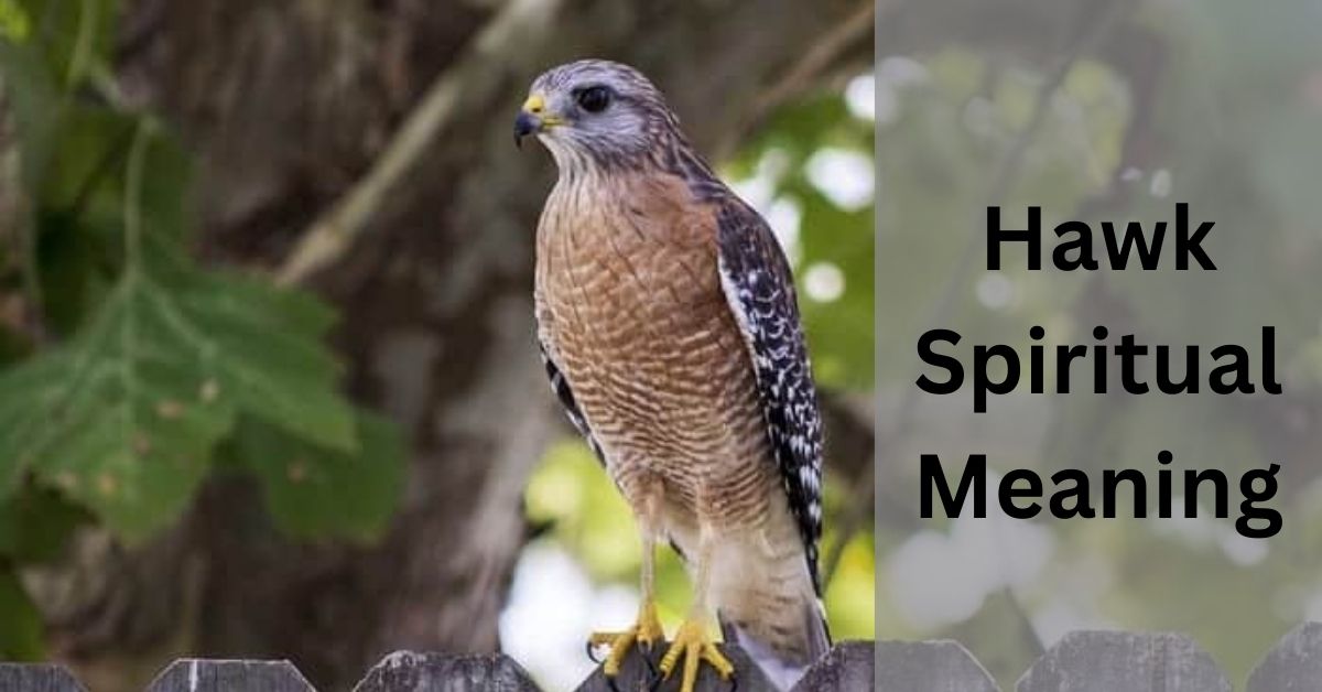 Hawk Spiritual Meaning