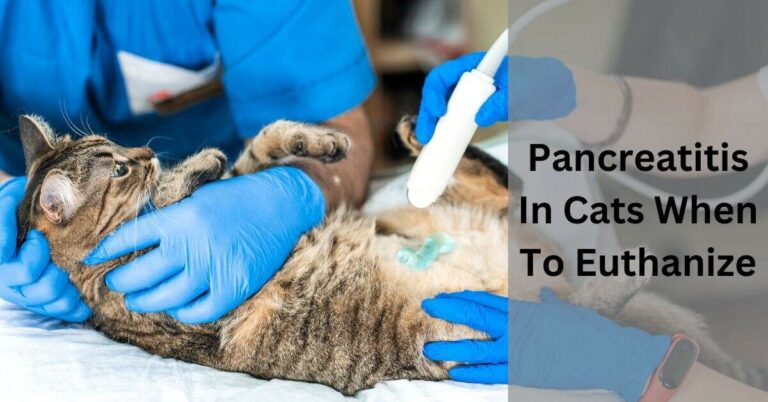 Pancreatitis In Cats When To Euthanize – Compassionate Decisions!