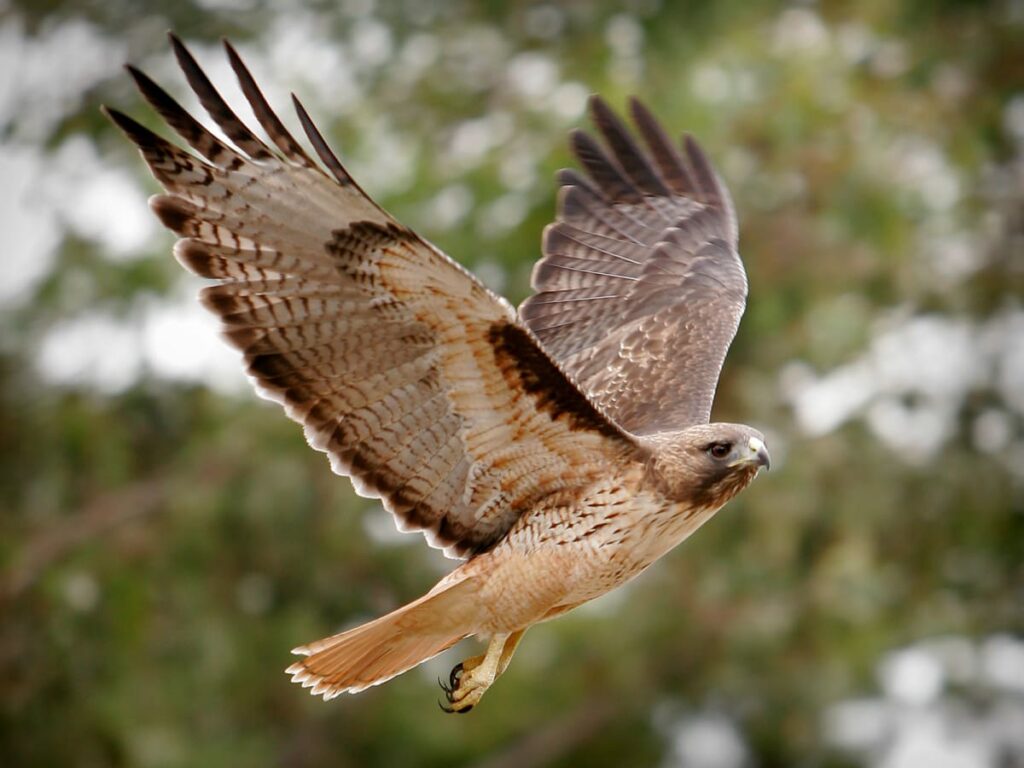 The Hawk's Spiritual Meaning Insights