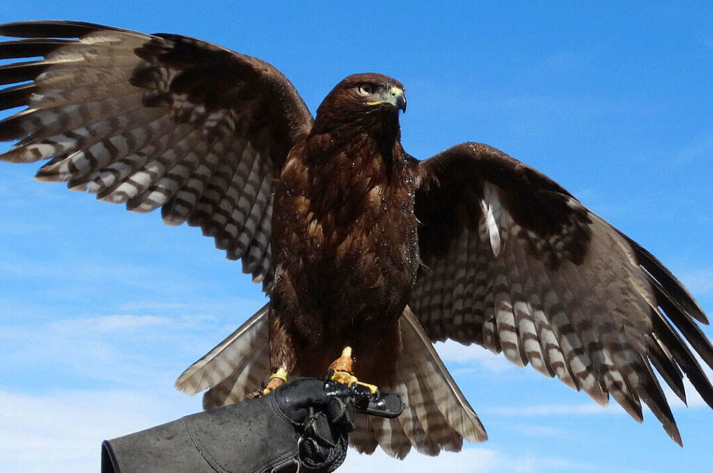 The Hawk's Spiritual Significance