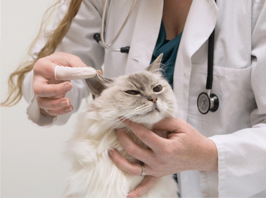 Understanding Pancreatitis In Cats