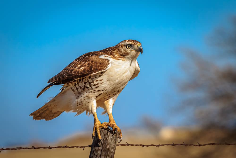 When Do Hawks Appear In Spirituality